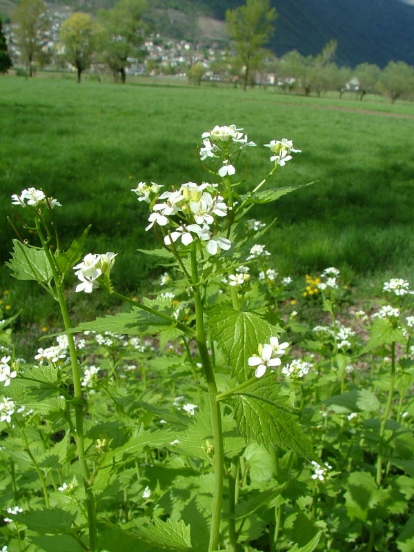 Alliaria petiolata